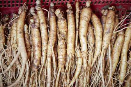 American Ginseng: History, Hunting and Uses Image